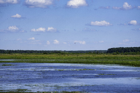 Bird Flying over the swamp landscape photo