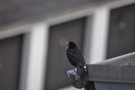 Blackbird on the gutter No.3