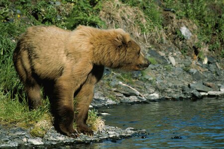 Bank bear brown