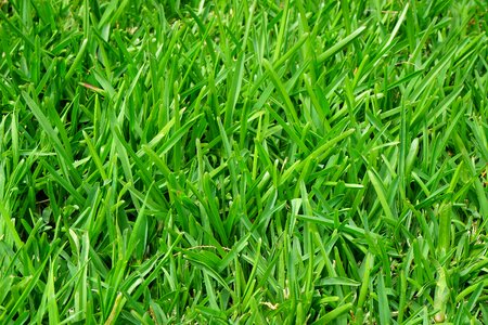 Green blades of grass halme photo