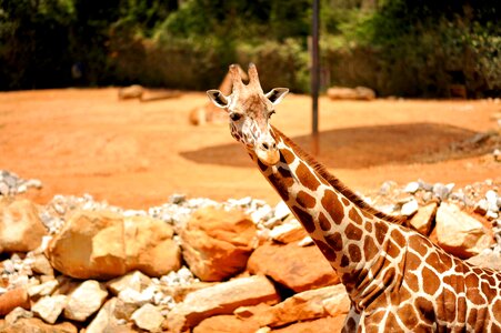 Zoo african big