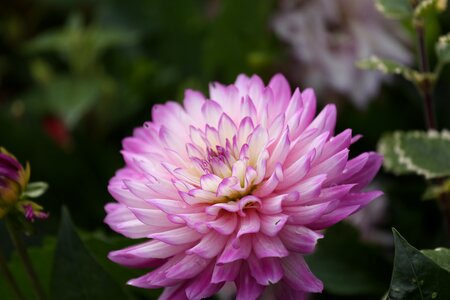 Dahlia nature garden photo