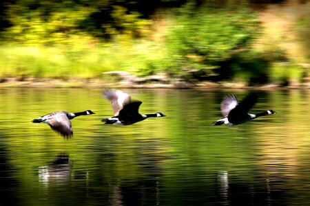 Animal aquatic bird avian photo