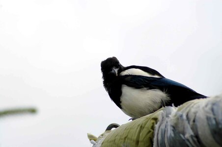 Bird magpie meeting