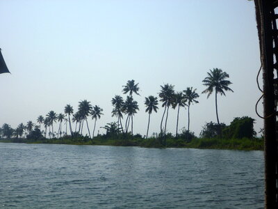 Coconut Trees Backwaters Kerala photo