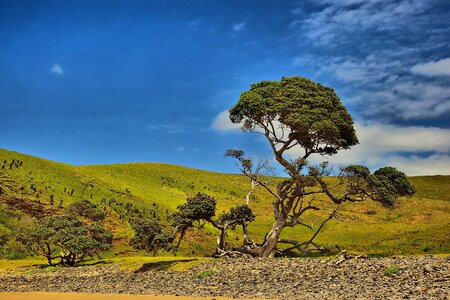 Blue sky tree nature