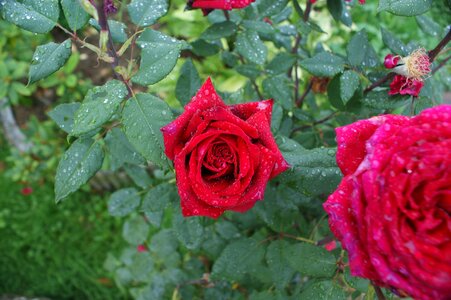 Flower red plants photo