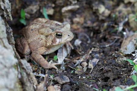 American Toad