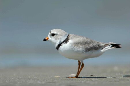 Bird Charadrius melodus Charadrius wilsonia