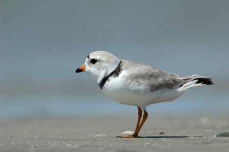 Bird Charadrius melodus Charadrius wilsonia photo