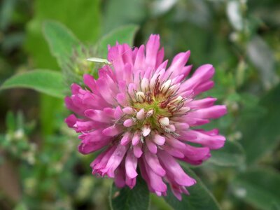 Flowers of the field leaves summer