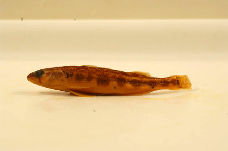 Percina maculata-5