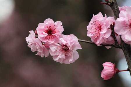 Flower tree pink photo