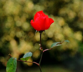 Rose bloom red plant photo