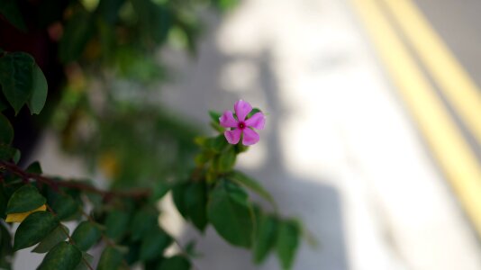 Pink petal flora photo