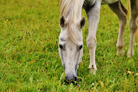 Ride pasture grazing