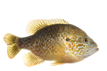 Hybrid sunfish -4 photo