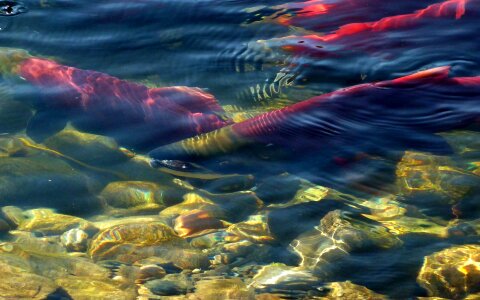 Water nature salmon run
