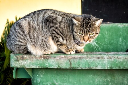 Feline gata green eyes photo