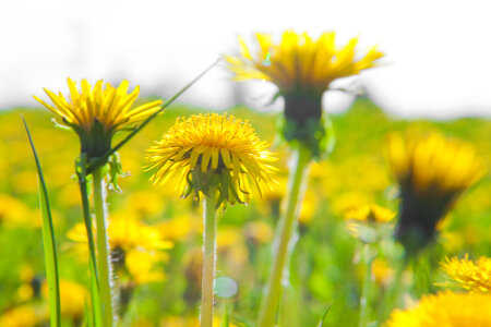 Dandelions photo