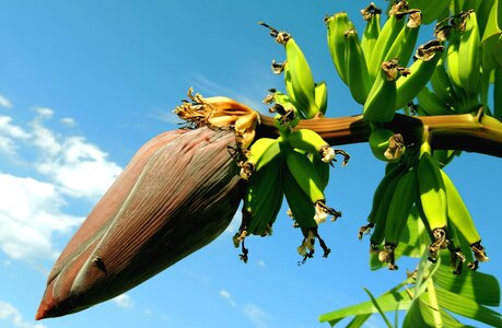 Banana branch fruit photo