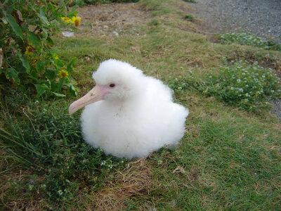 Laysan albatross chick photo