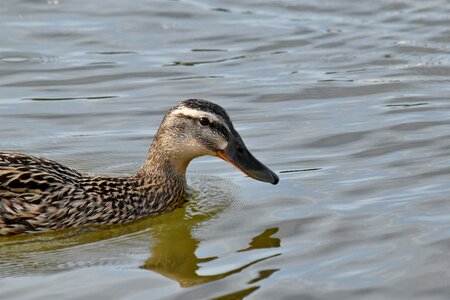 Mallard shorebird bird photo