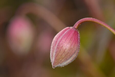 Spring nature flower bud photo