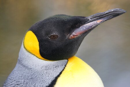 Penguin portrait close up