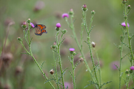 Adult monarch butterfly on a thistle photo