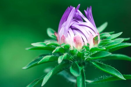Beautiful beautiful flowers beautiful image