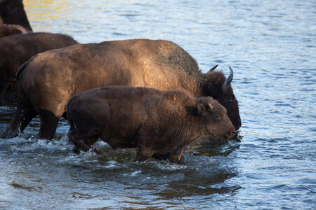 Bison cow and calf in water