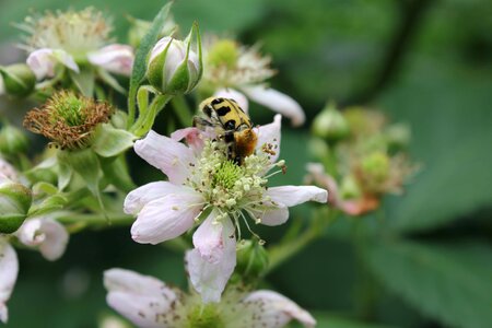 Insect pollination spring time