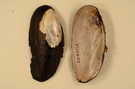 Elliptio dilatata-4