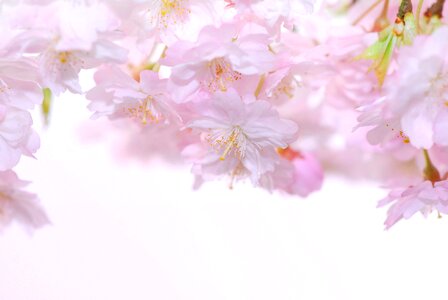 Cherry blossom pink bloom photo
