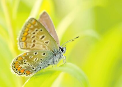 Nature botanical garden animal