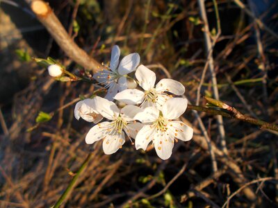 Apple beautiful beautiful flowers