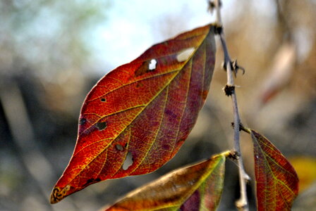 Leaf Insects Eaten