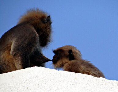 Baby langur hanuman langur photo