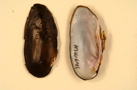 Elliptio dilatata-1