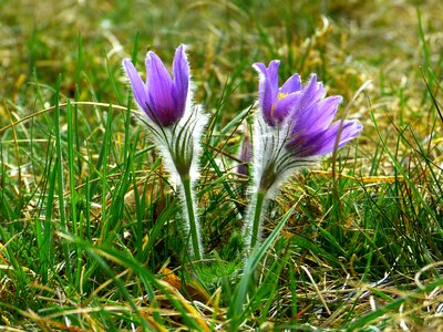 Hahnenfußgewächs dry plant flower