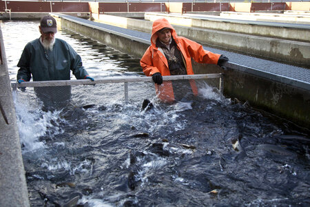 Service employees crowding Fall Chinook salmon photo