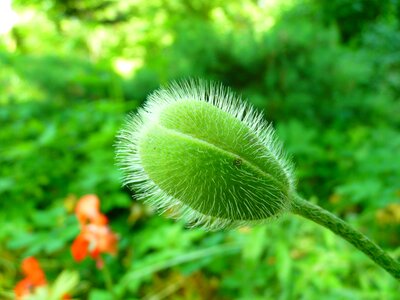 Bud green spring photo