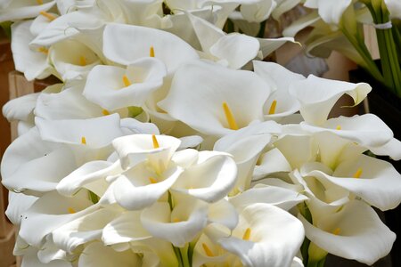 Elegance fragrance white flower photo