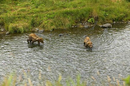 Bear brown brown bear