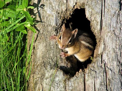 Wildlife cute closeup