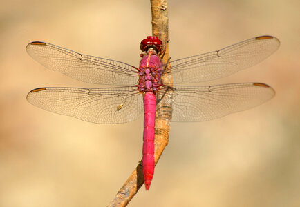Dragonfly Sympetrum sanguineum on the plant photo