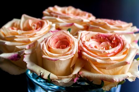 Flower green blossom