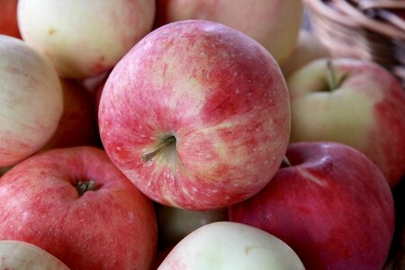 Apple harvest