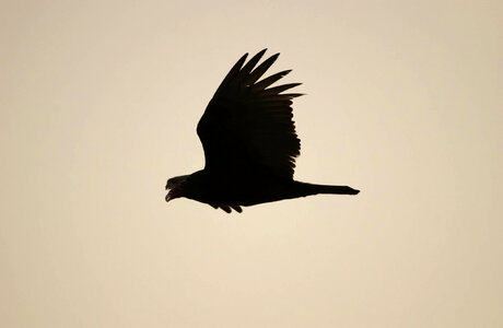 Bird silhouette